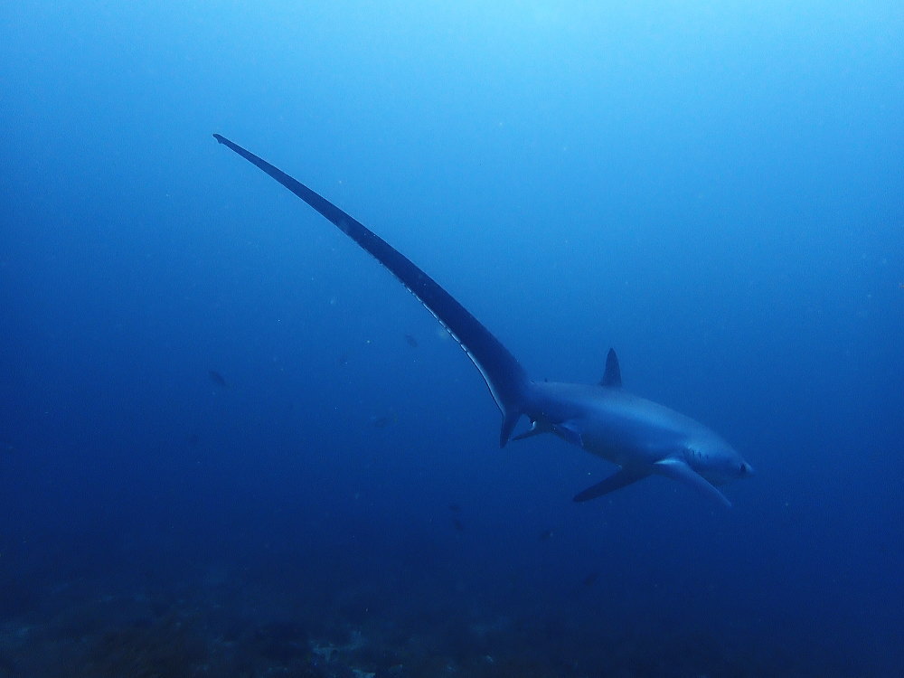 マラパスクアダイビング