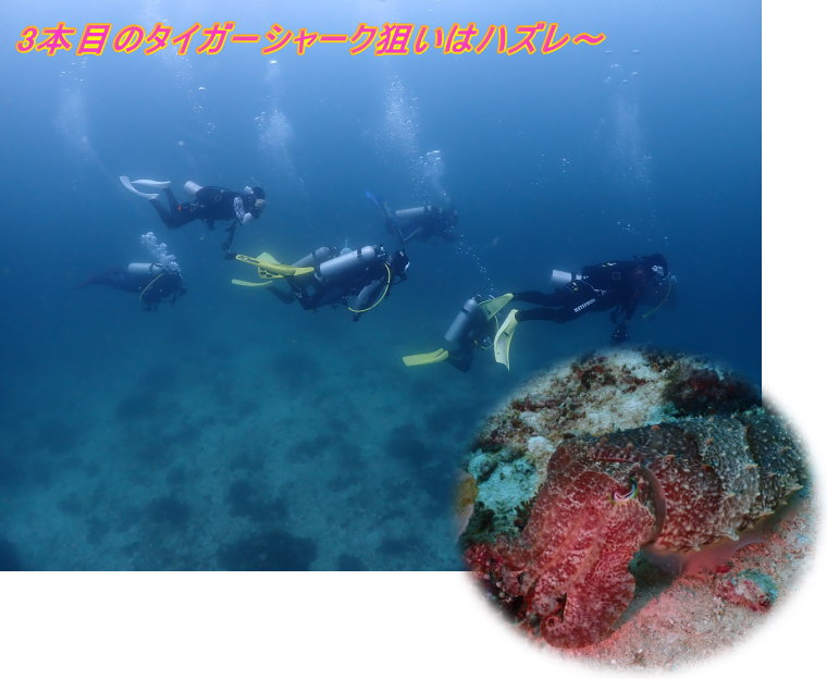 マラパスクアダイビング