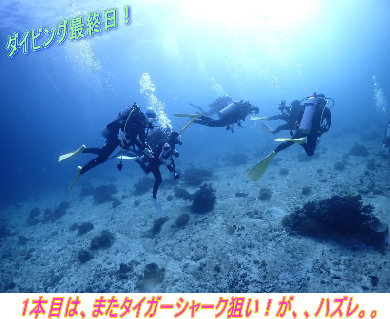 マラパスクアダイビング