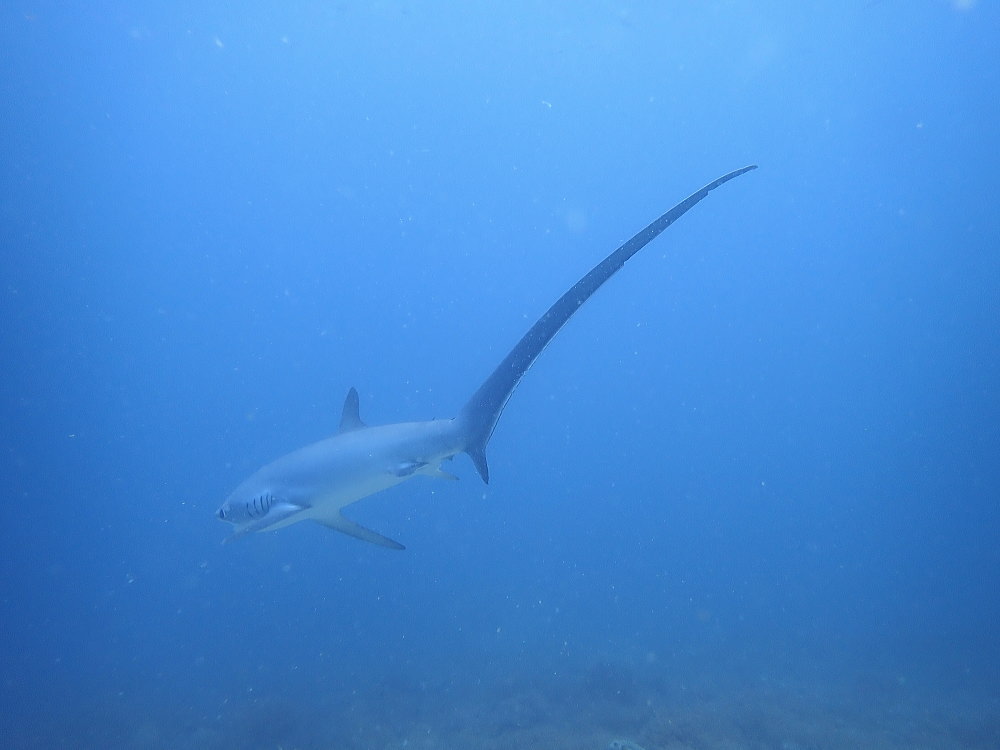 マラパスクアダイビング