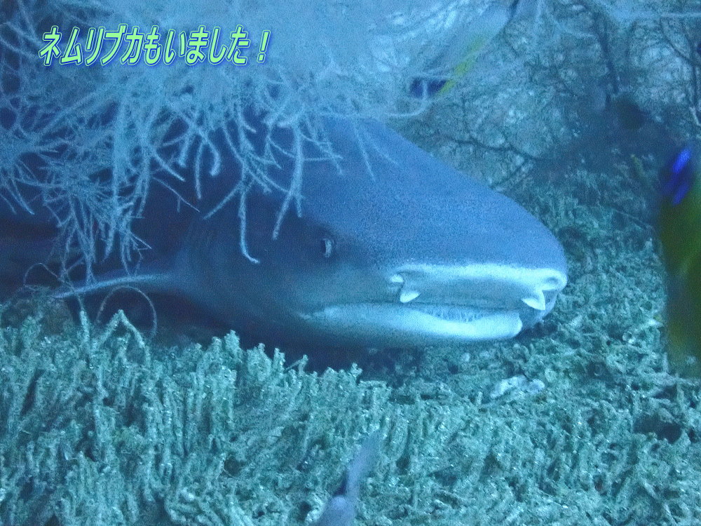 マラパスクアダイビング