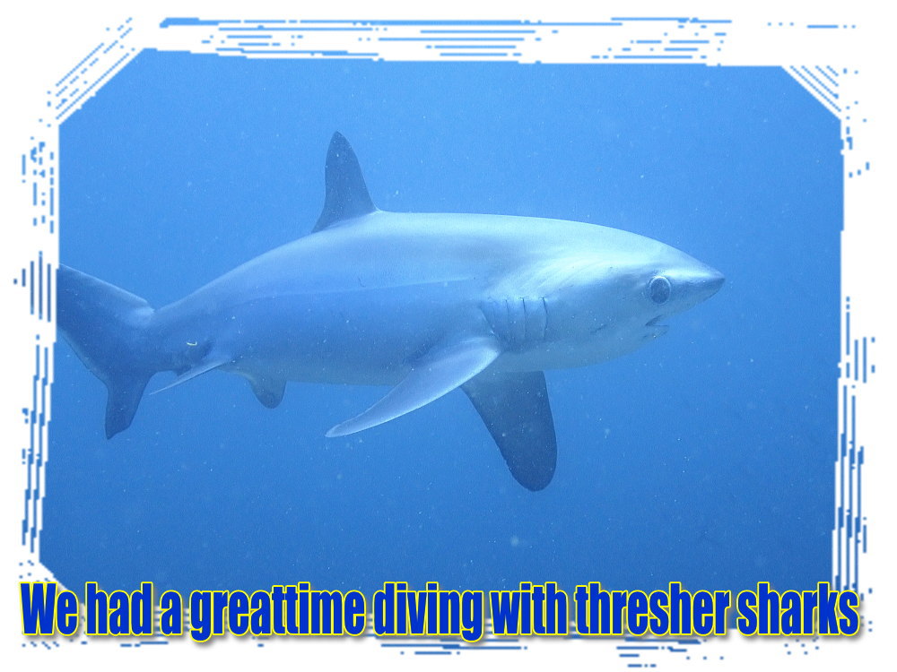 マラパスクアダイビング