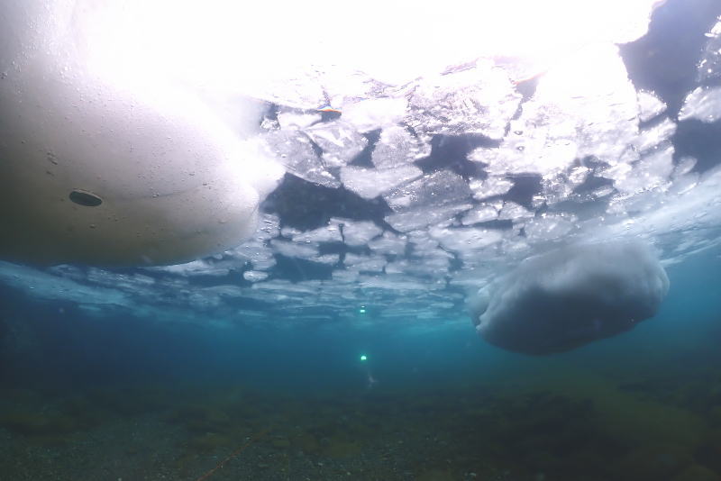 知床流氷ダイビング