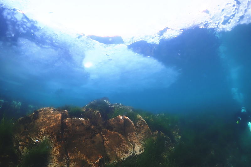 知床流氷ダイビング