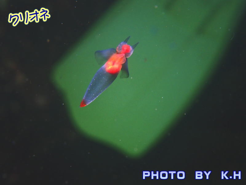 知床流氷ダイビング