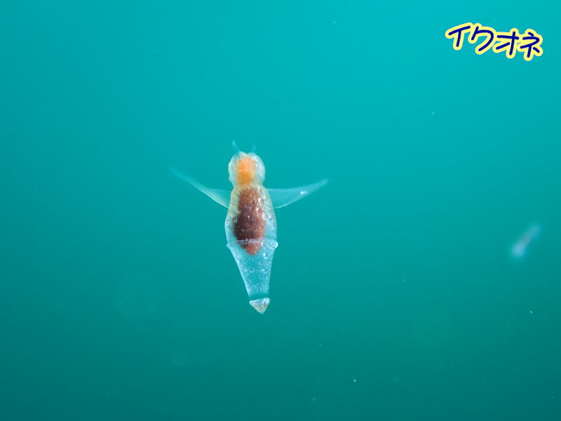 知床流氷ダイビング