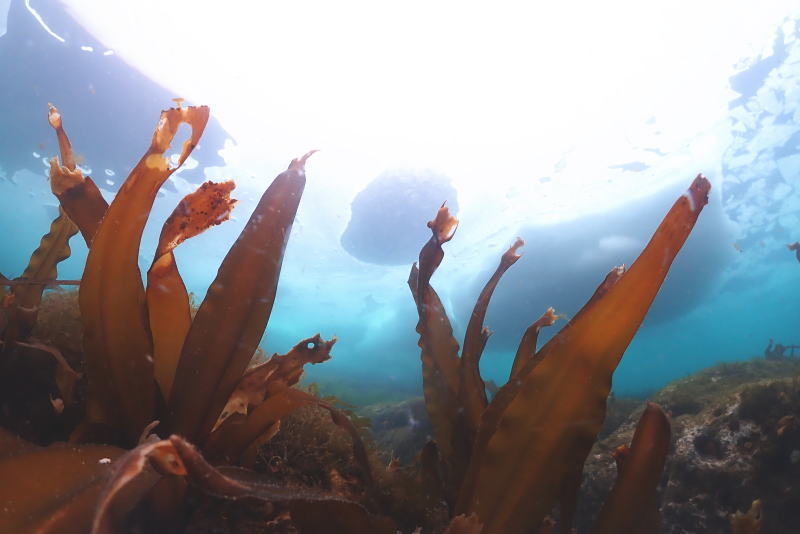 知床流氷ダイビング