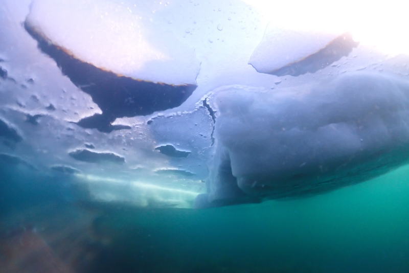 知床流氷ダイビング