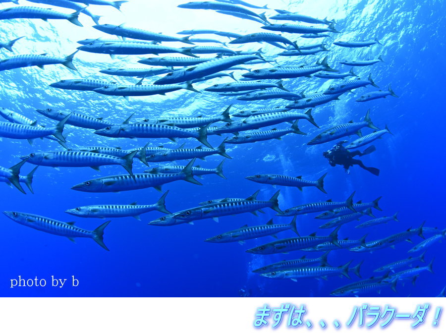 西表島ツアー