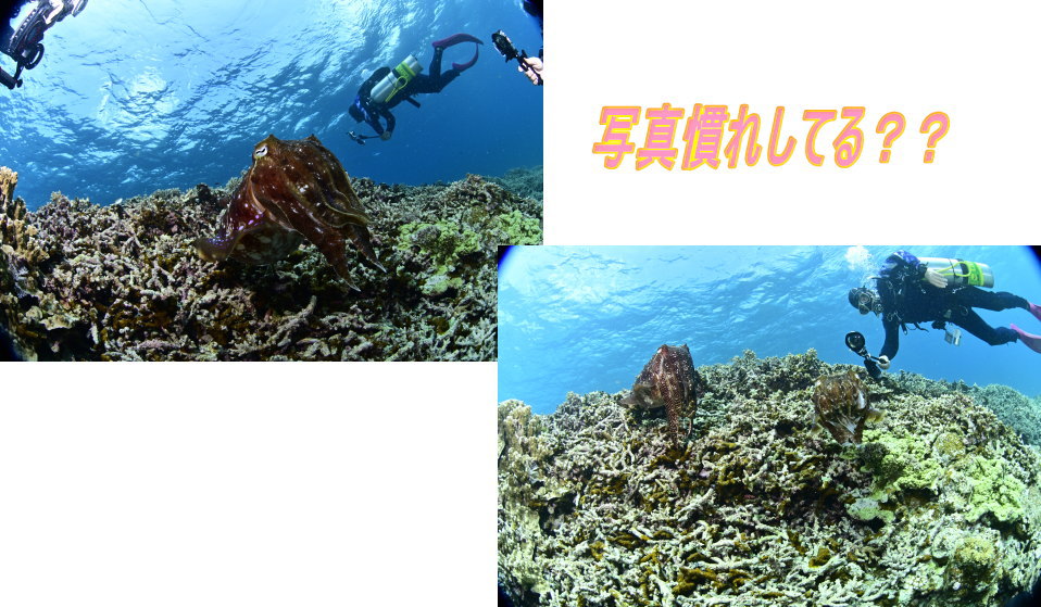 西表島ツアー