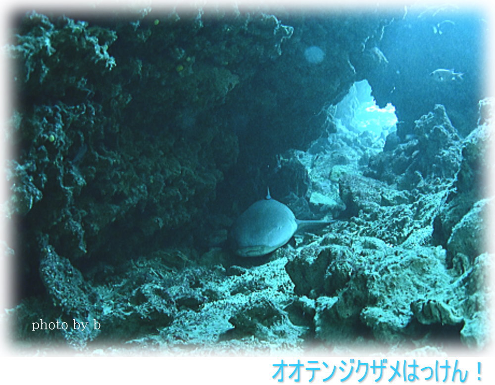西表島ツアー