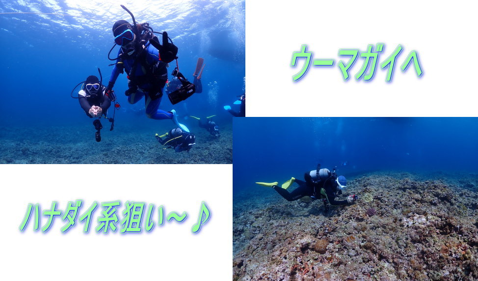 久米島ダイビング