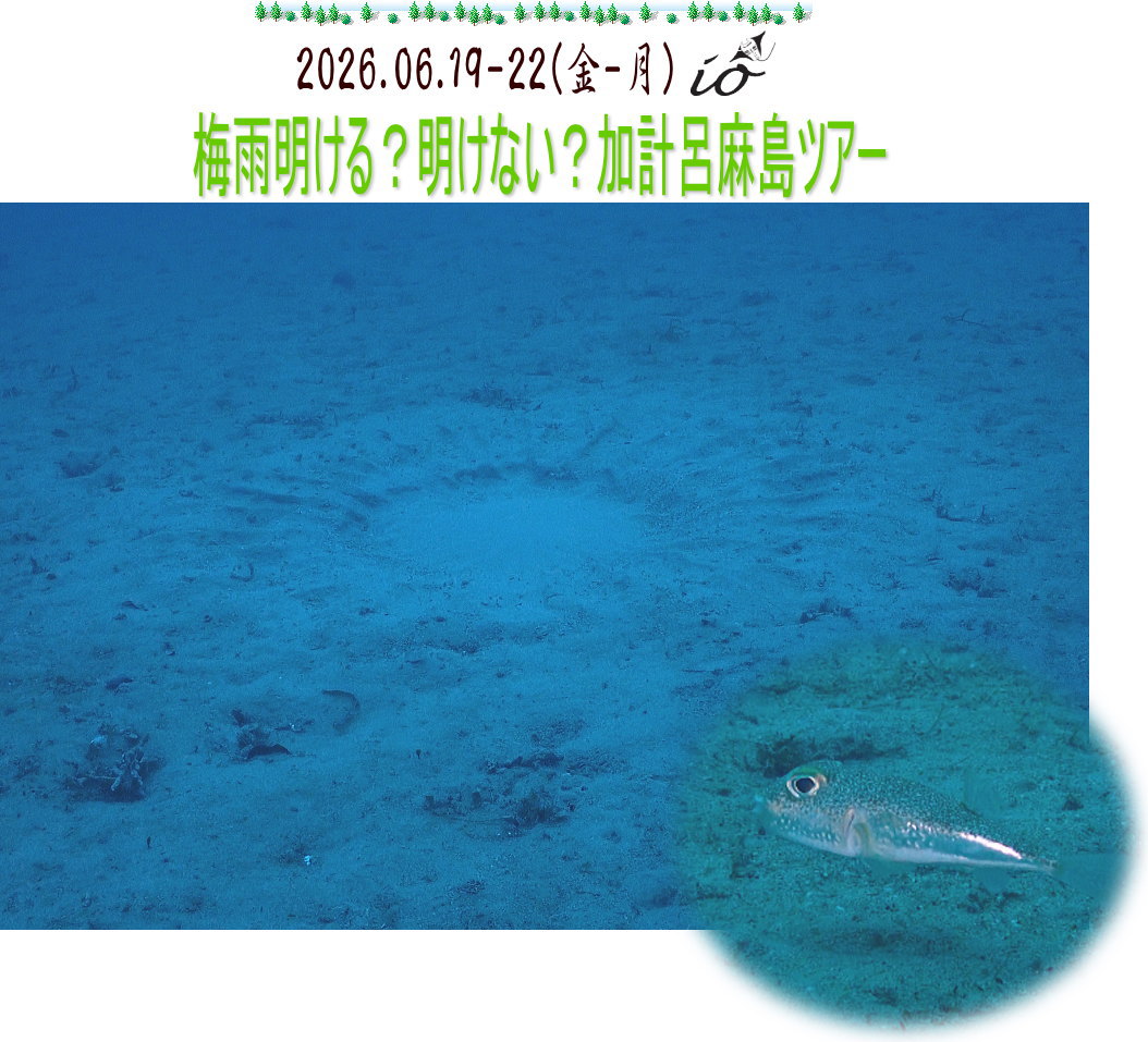 加計呂麻ダイビング