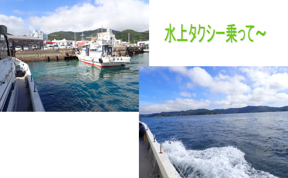 加計呂麻ダイビング