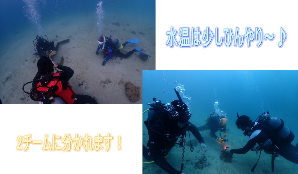加計呂麻ダイビング