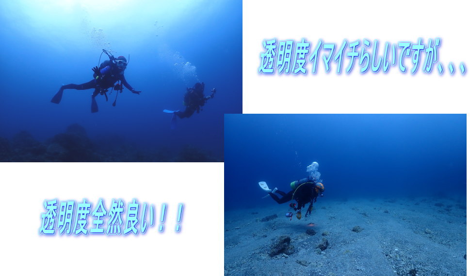 加計呂麻ダイビング