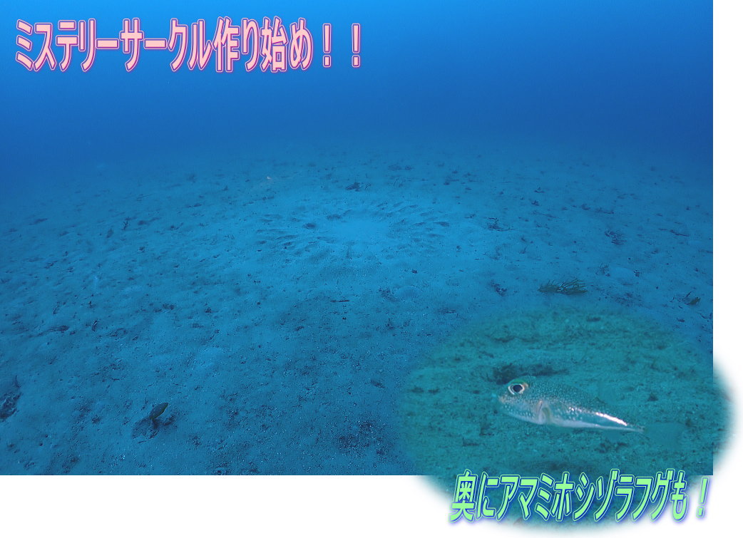 加計呂麻ダイビング
