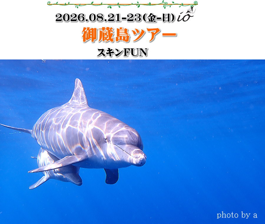 ドルフィンスイム