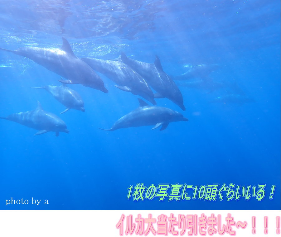 ドルフィンスイム