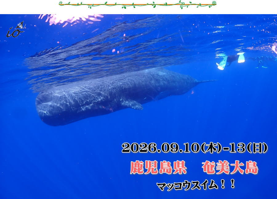 奄美大島　マッコウスイム