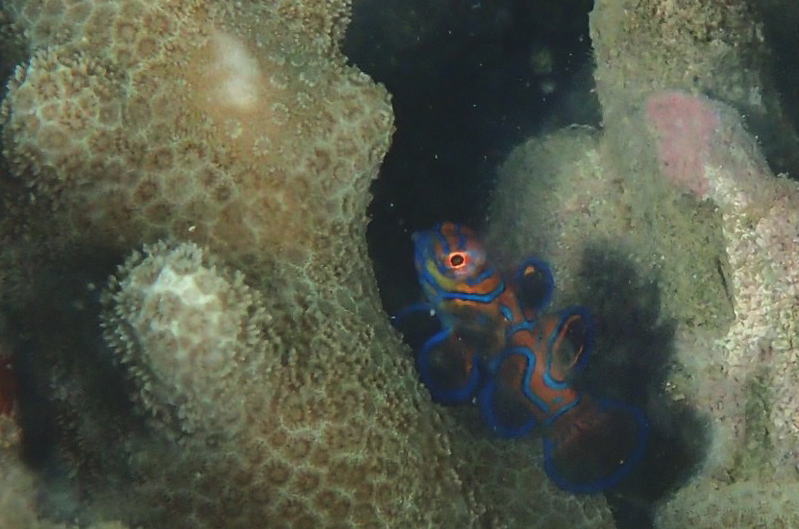 奄美大島　マッコウスイム