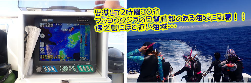 奄美大島　マッコウスイム