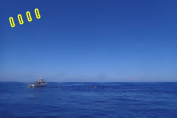 奄美大島　マッコウスイム