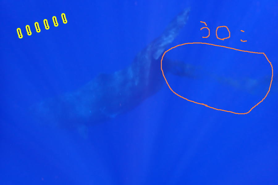 奄美大島　マッコウスイム