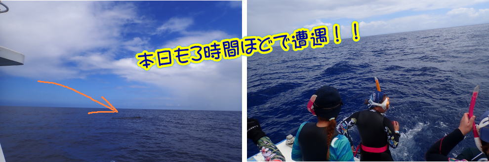 奄美大島　マッコウスイム