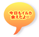 今日もイルカ 会えたよー