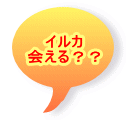 イルカ 会える？？