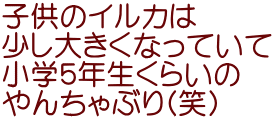 子供のイルカは 少し大きくなっていて 小学５年生くらいの やんちゃぶり(笑)