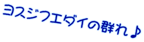 ヨスジフエダイの群れ♪