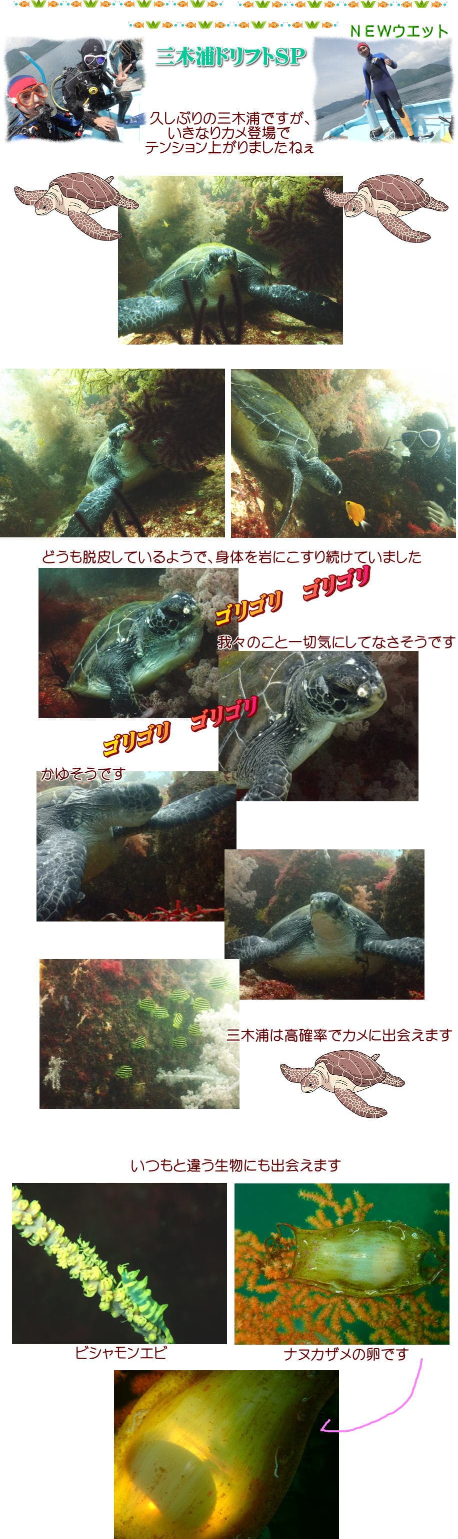 三木浦ダイビングでウミガメ